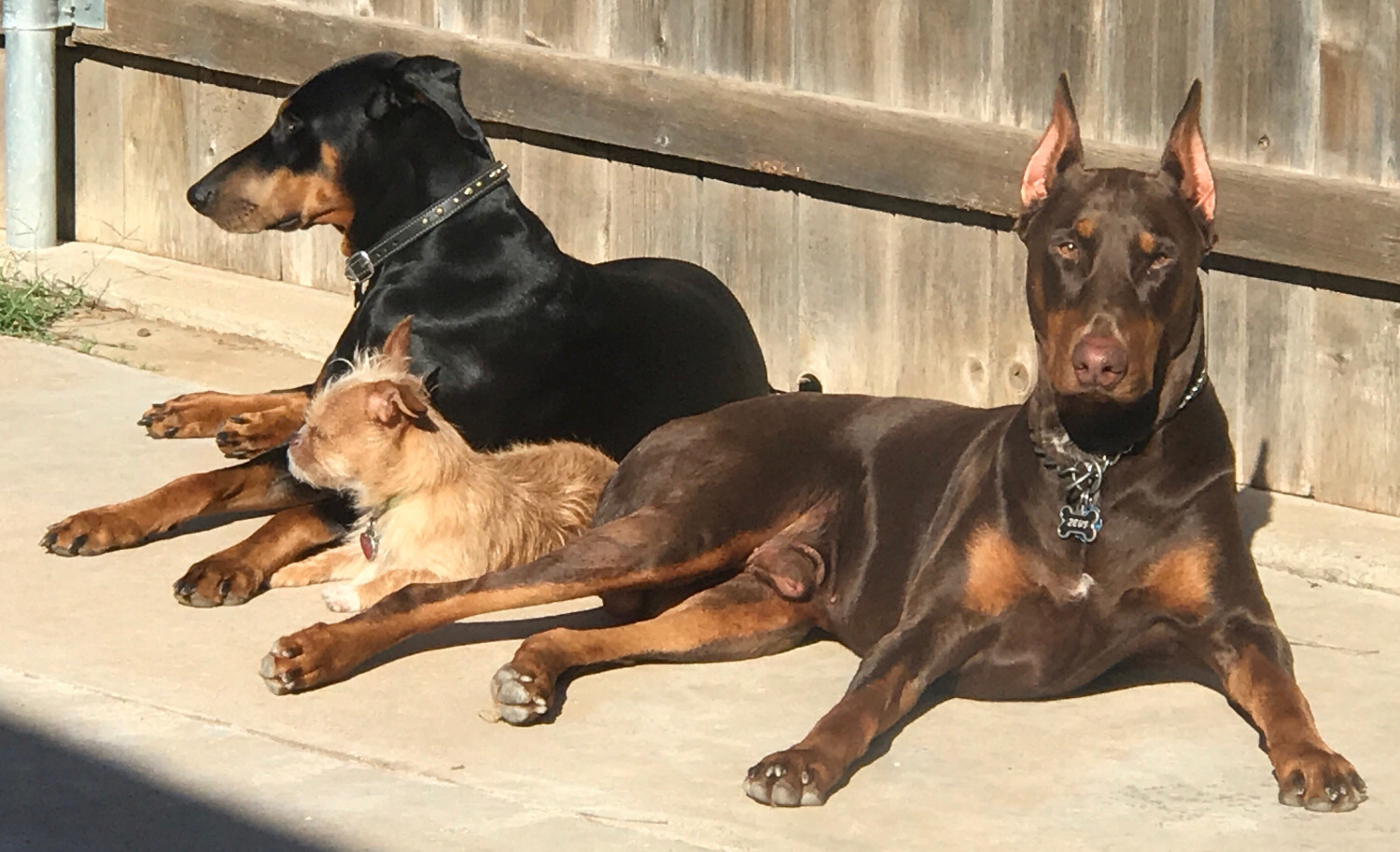 Buying and adopting a Doberman Puppy