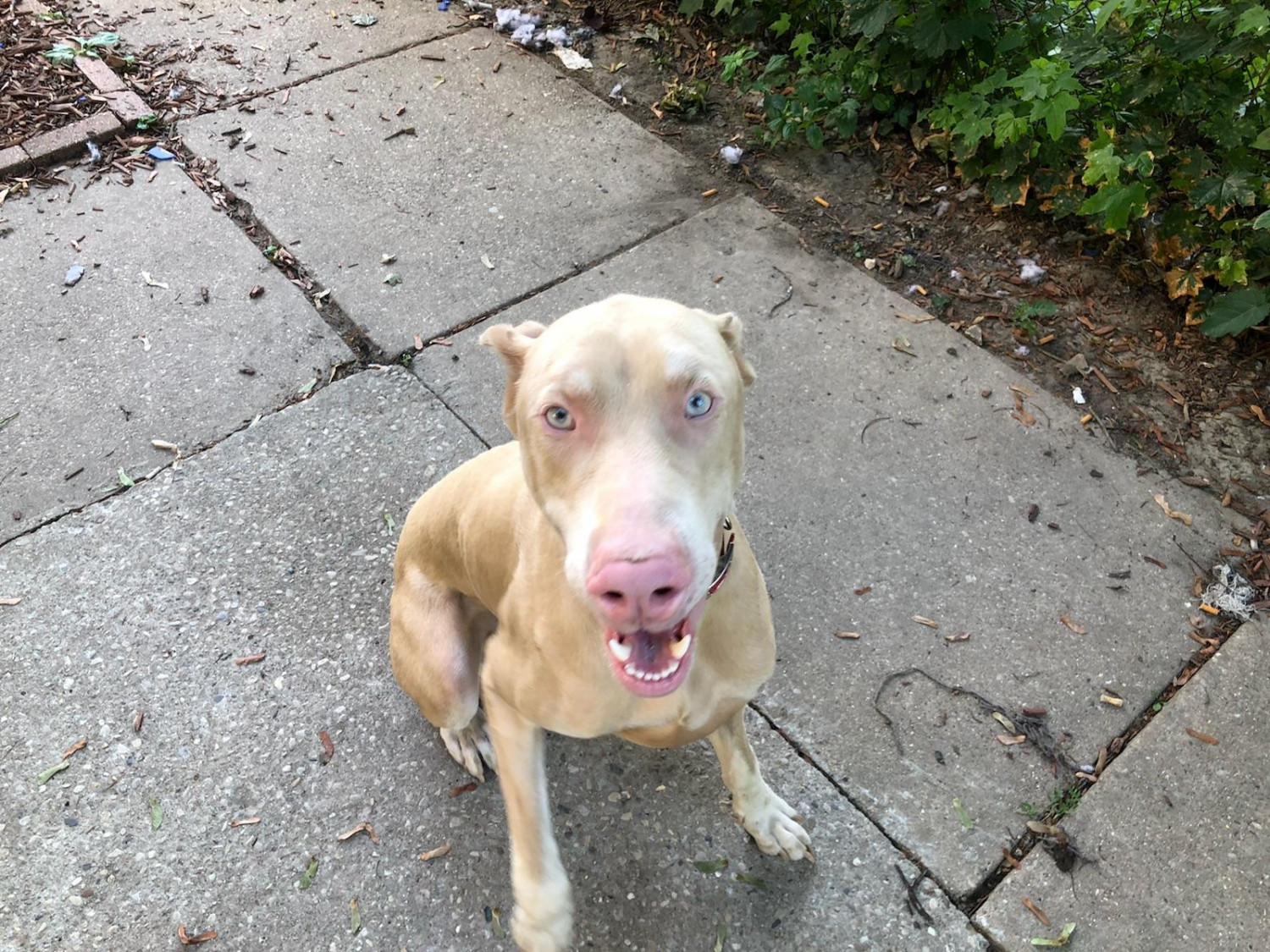 Doberman Pinscher Puppies For Sale Milwaukee, WI 282559