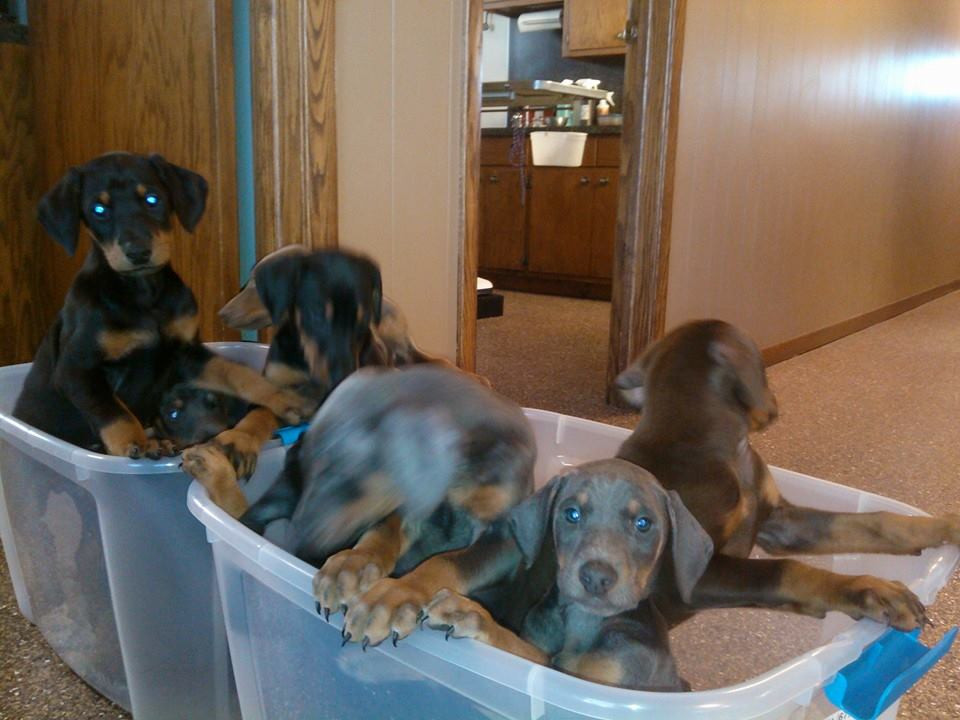 Doberman Pinscher Puppies For Sale | Stoughton, MA #286630