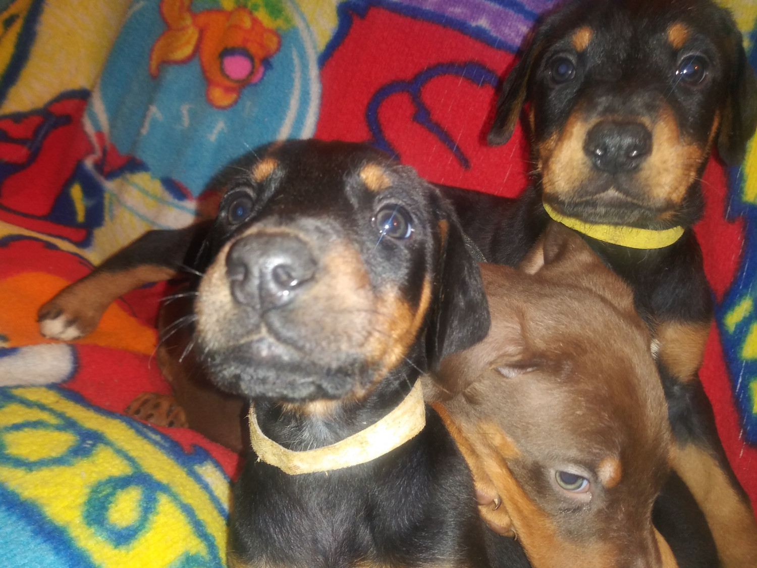 Doberman Pinscher Puppies For Sale Seattle, WA 288774