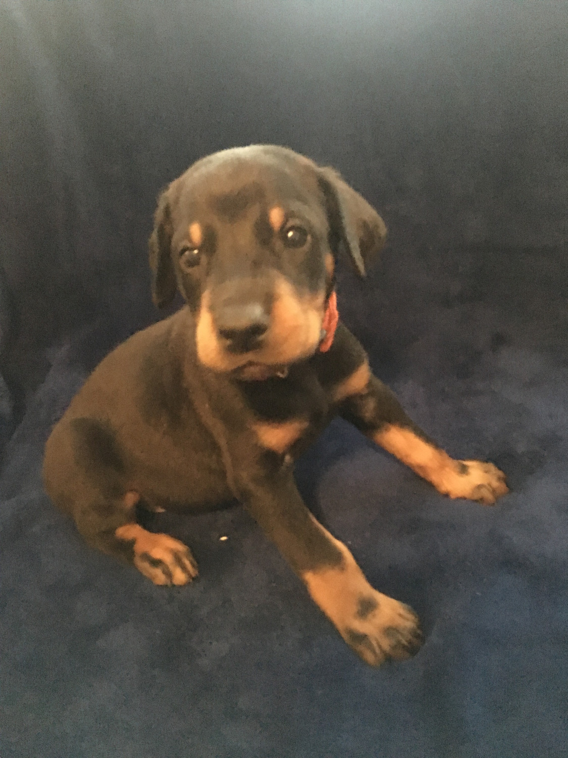 Doberman Pinscher Puppies For Sale Canton, OH 290136
