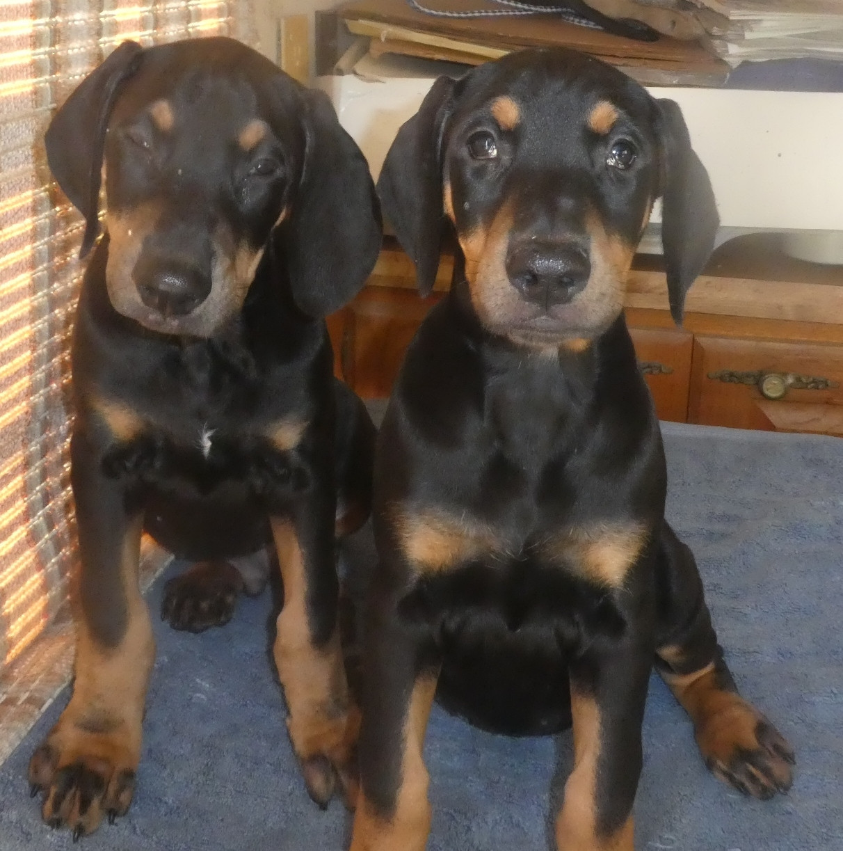 Doberman Pinscher Puppies For Sale Temecula, CA 291868