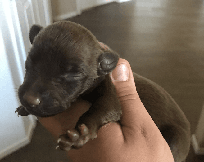 Doberman Pinscher Puppies For Sale Temecula, CA 297697