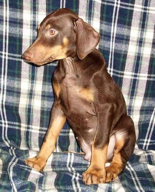 Doberman Pinscher Puppies For Sale Sacramento, CA 299259