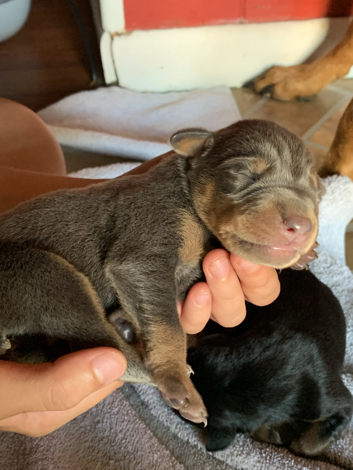 Doberman Pinscher Puppies For Sale Lancaster, OH 303309