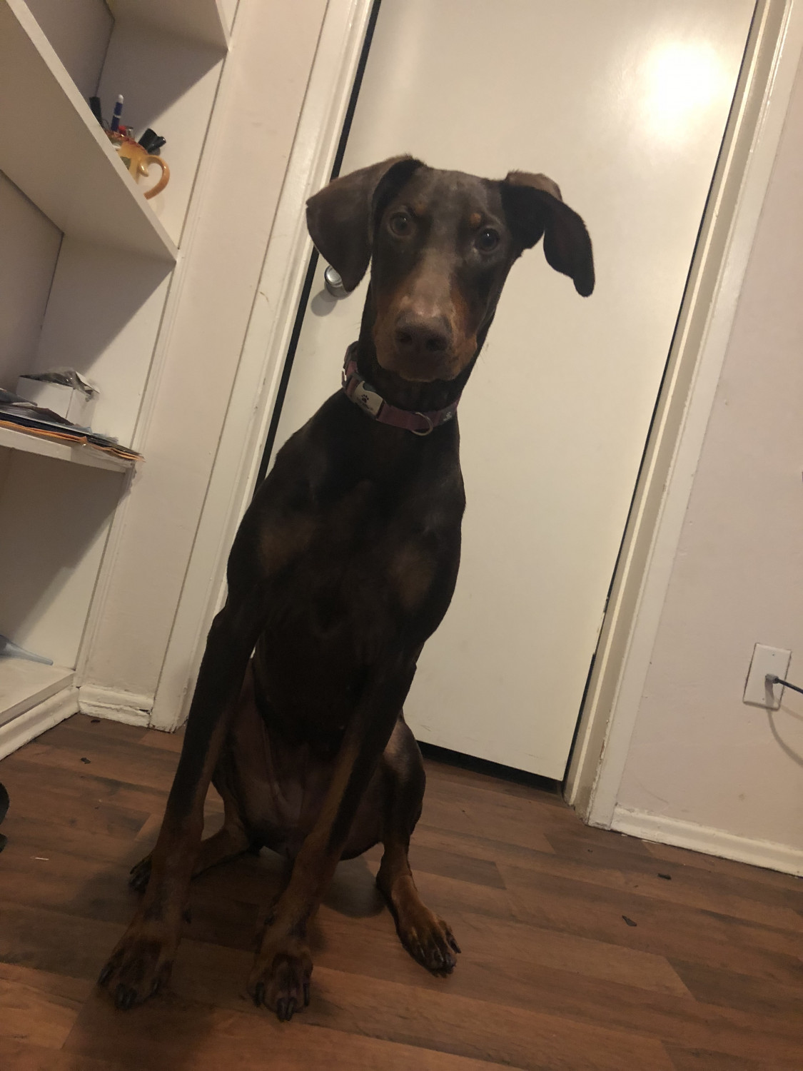 Doberman Pinscher Puppies For Sale San Diego, CA 304158