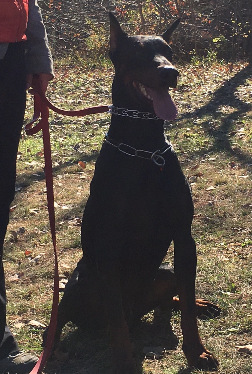 Doberman Pinscher Puppies For Sale Massachusetts 25, Bourne, MA 309914