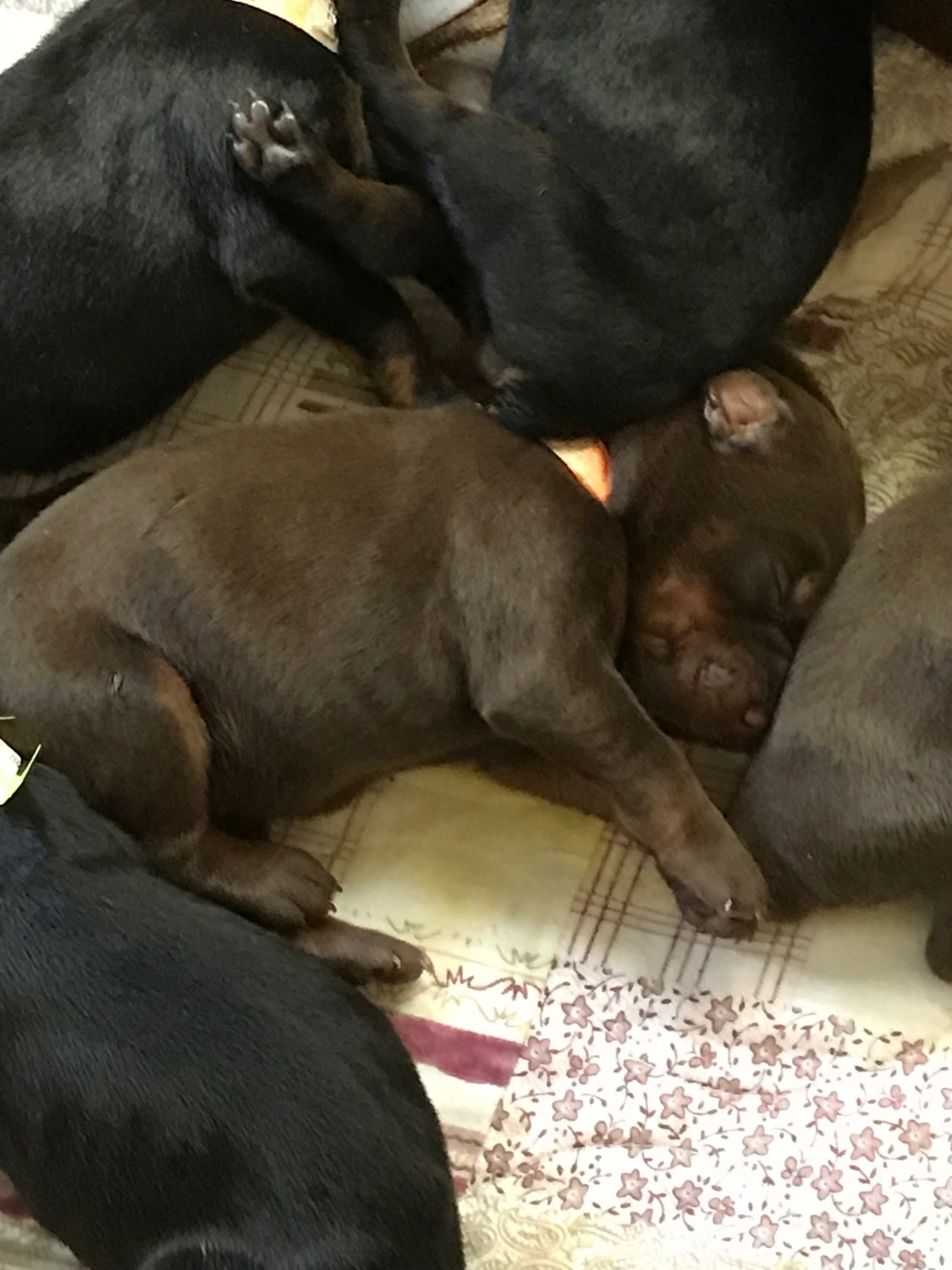 Doberman Pinscher Puppies For Sale Massachusetts 25, Bourne, MA 309914