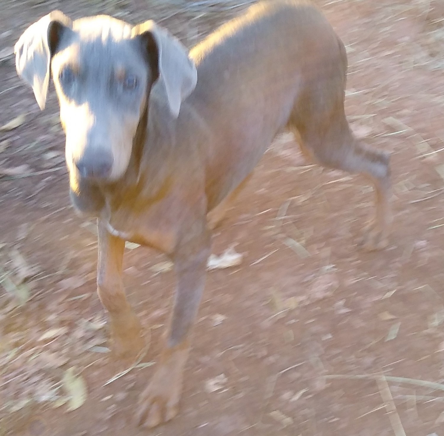 Doberman Pinscher Puppies For Sale Stillwater, OK 312861