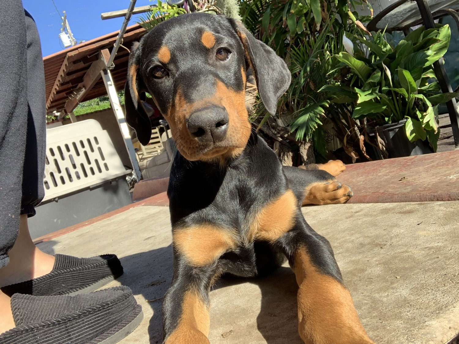 Doberman Pinscher Puppies For Sale San Diego, CA 315595