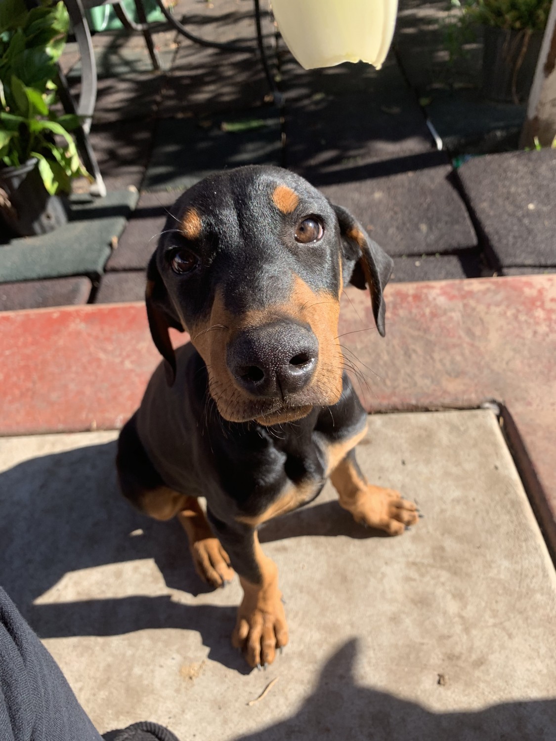 Doberman Pinscher Puppies For Sale San Diego, CA 315595
