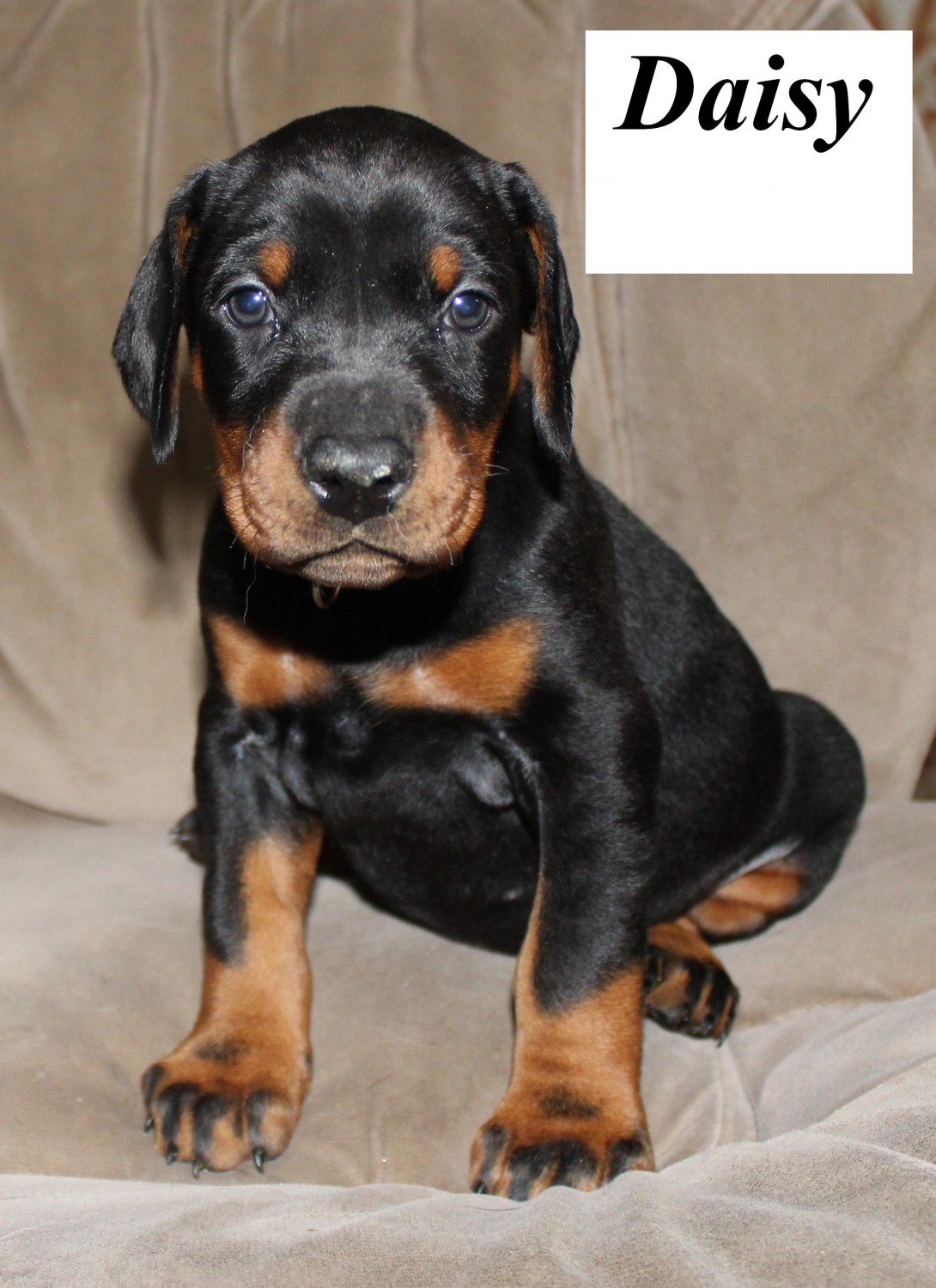 Doberman Pinscher Puppies For Sale Dresden, OH 316209