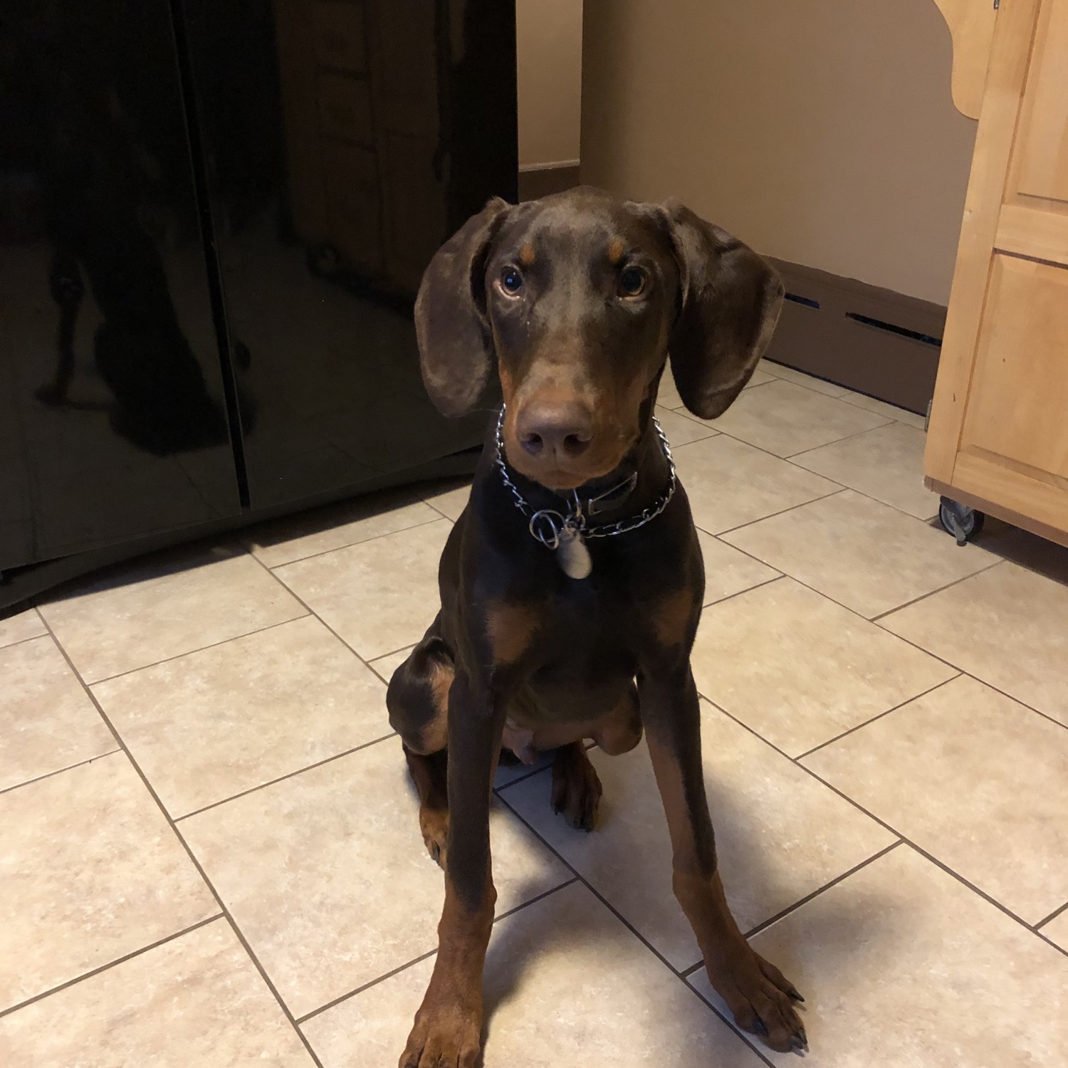 Doberman Pinscher Puppies For Sale Vine Street, MA 317932