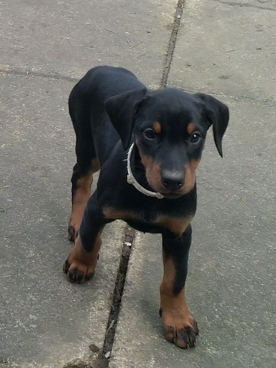 Doberman Pinscher Puppies For Sale Chicago, IL 323798