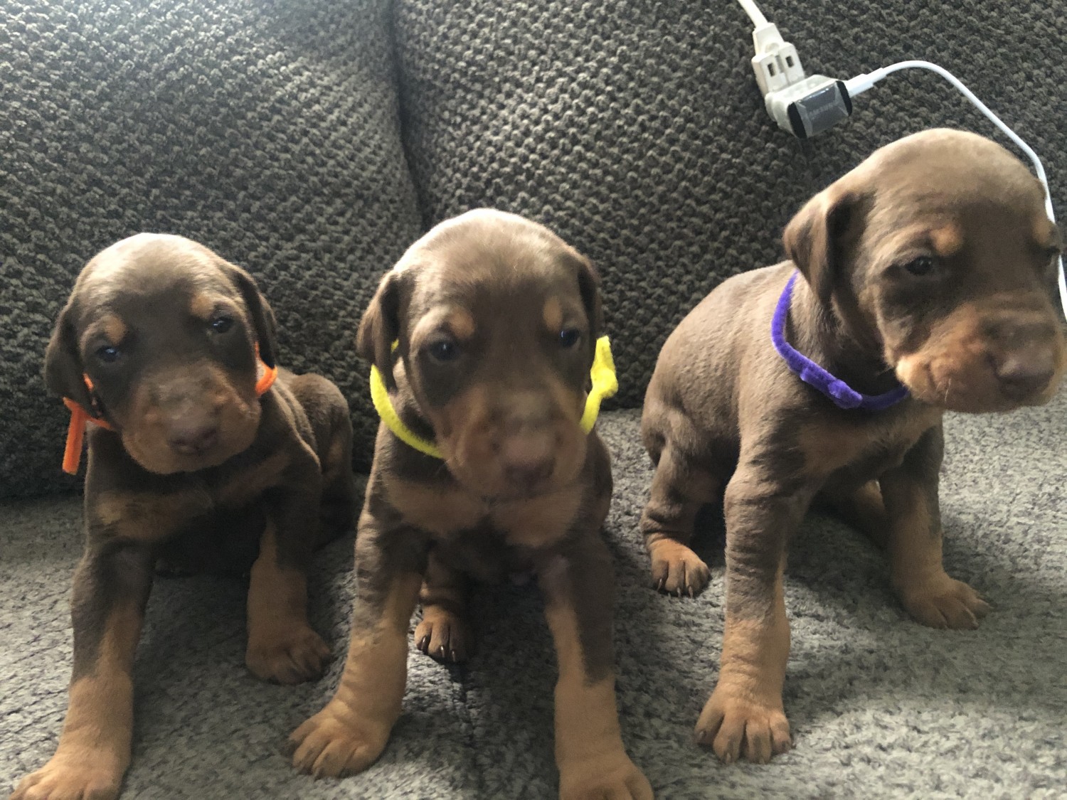 Doberman Pinscher Puppies For Sale Columbus, OH 324137