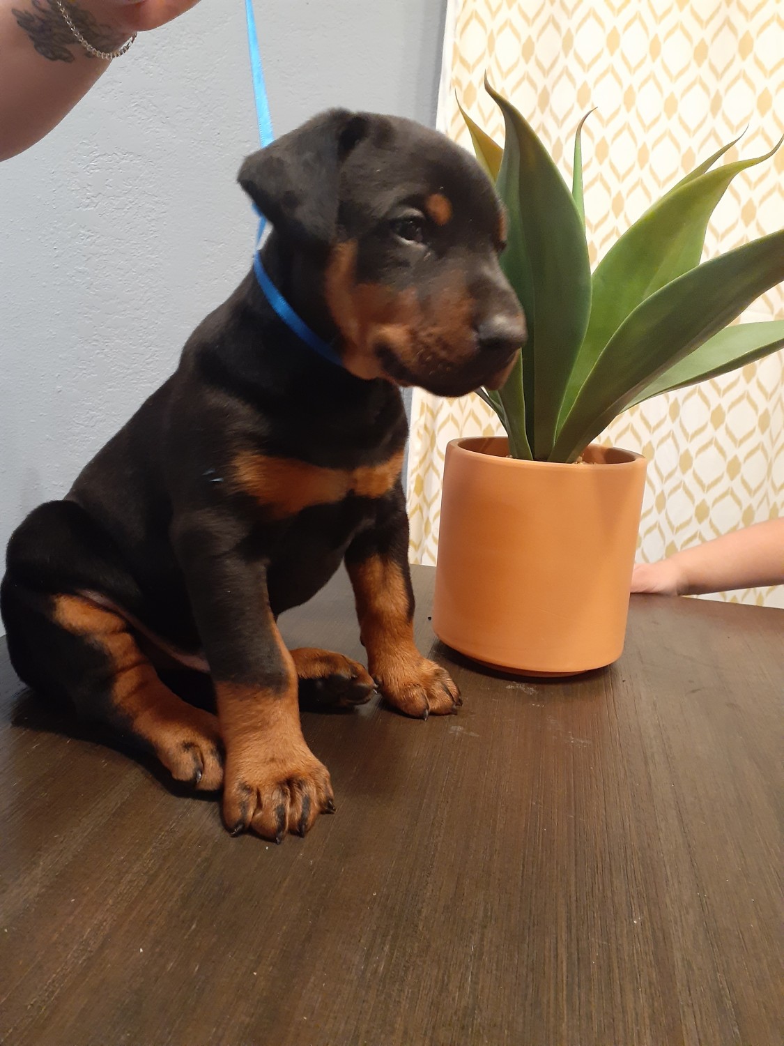 Doberman Pinscher Puppies For Sale San Bernardino, CA 325231