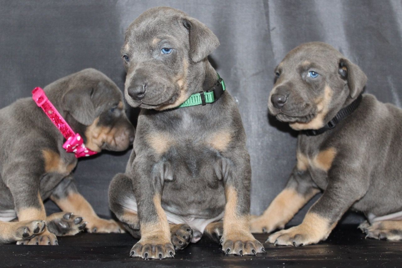 Doberman Pinscher Puppies For Sale Columbus, OH 325269