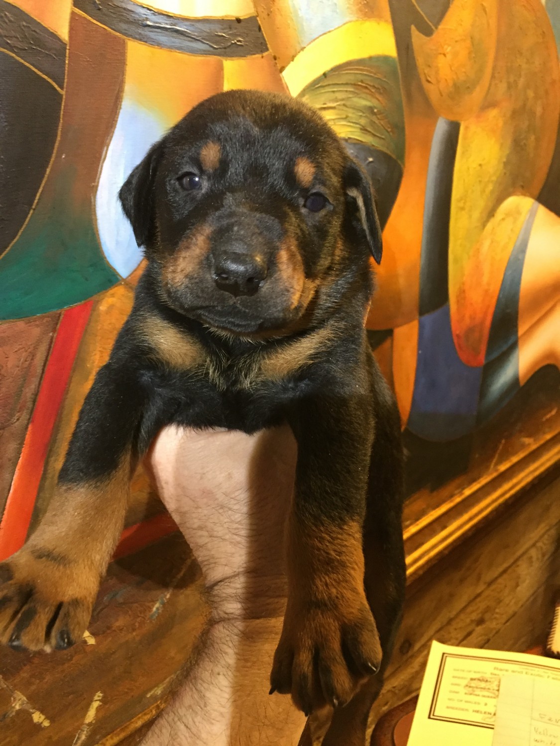 Doberman Pinscher Puppies For Sale | Oil City, PA #326307