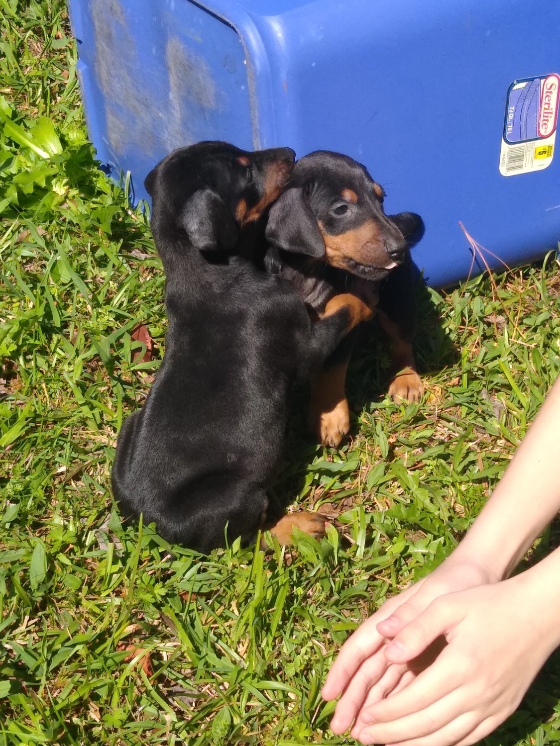 Doberman Pinscher Puppies For Sale NC 327424