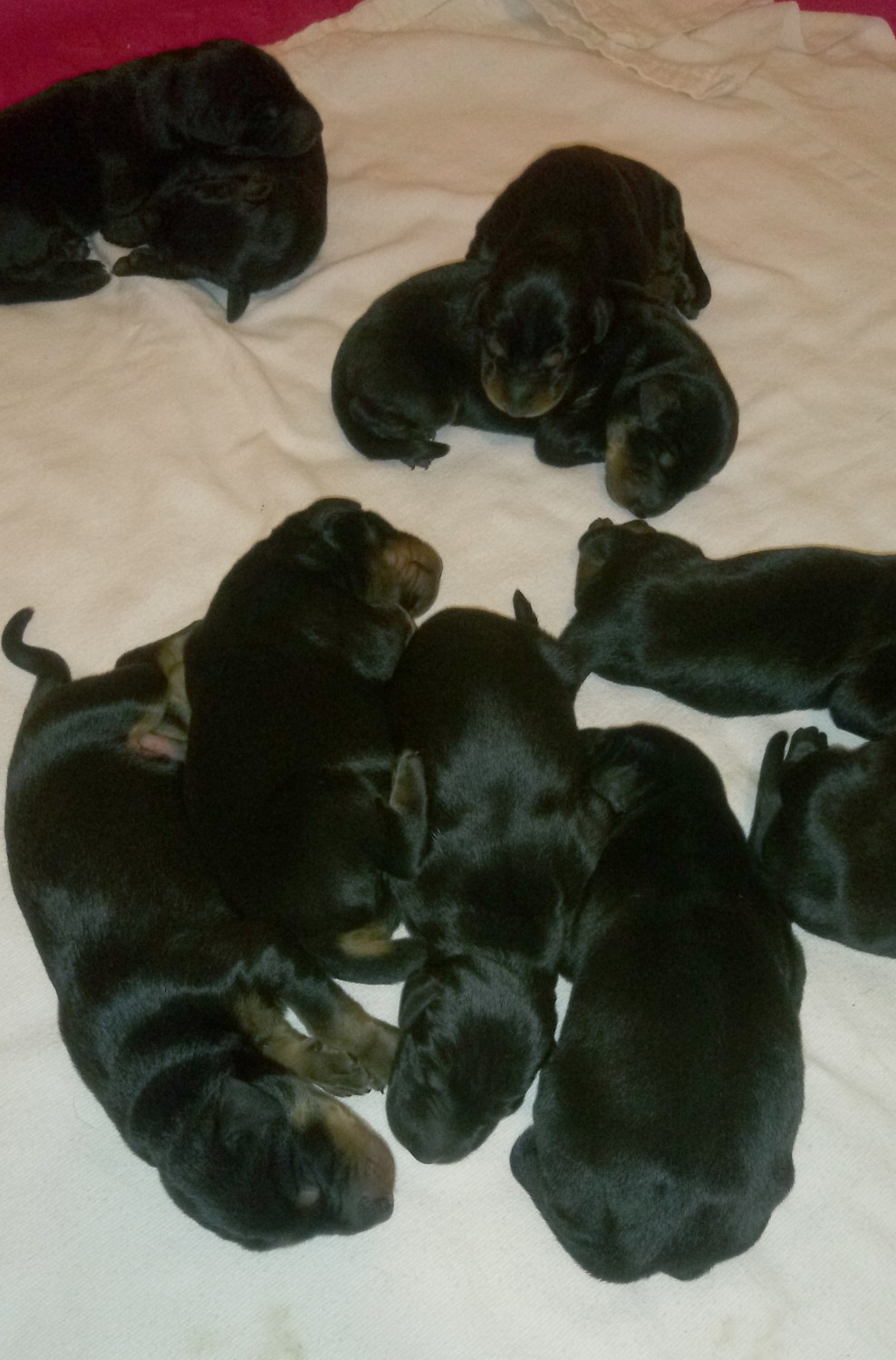 Doberman Pinscher Puppies For Sale Temecula, CA 329855