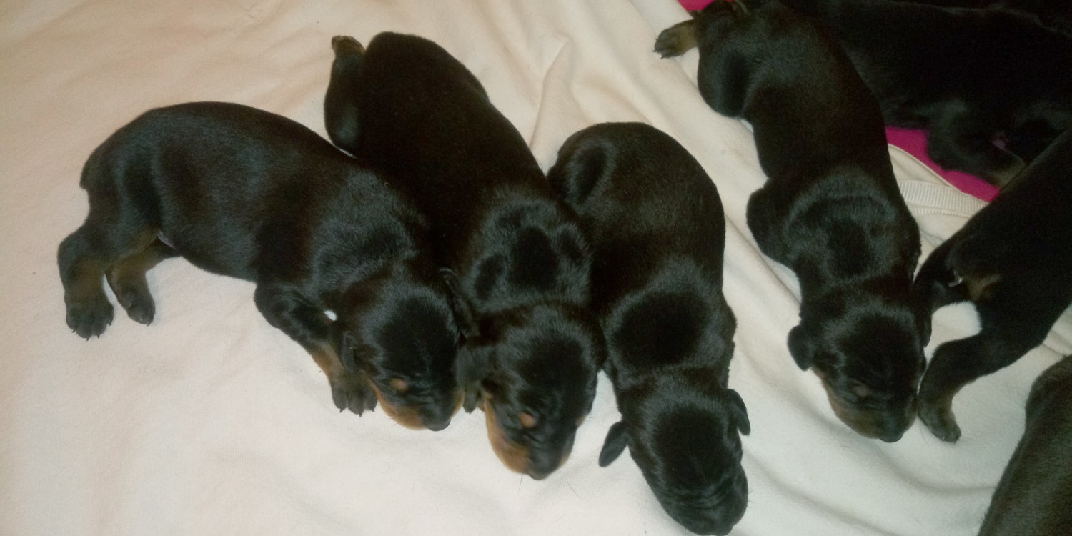 Doberman Pinscher Puppies For Sale Temecula, CA 329841