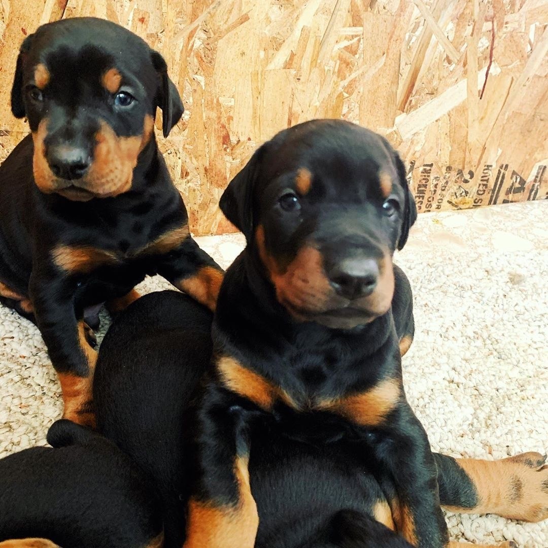 Doberman Pinscher Puppies For Sale Independence, OH 334126