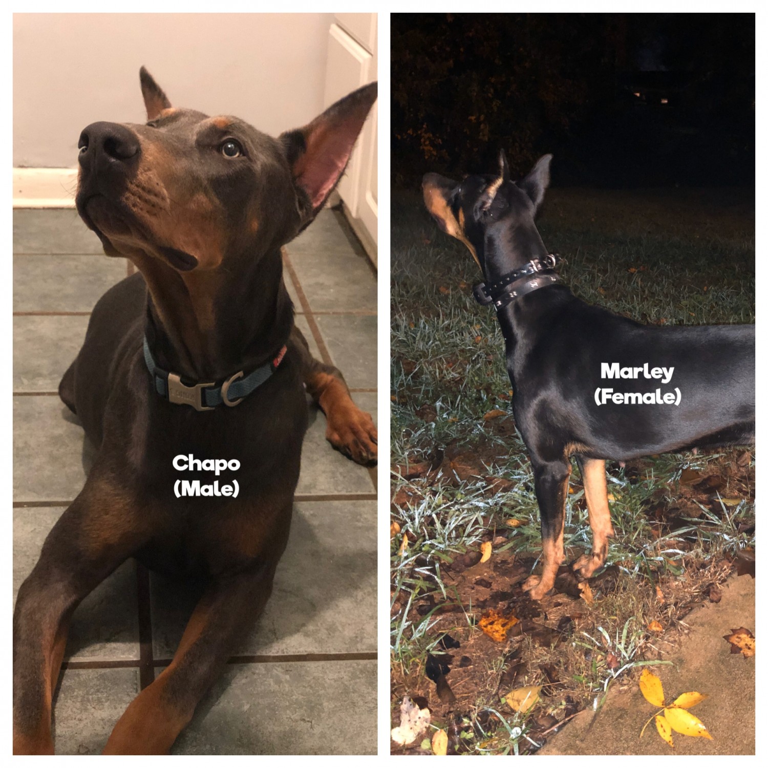 Doberman Pinscher Puppies For Sale Greensboro, NC 344589