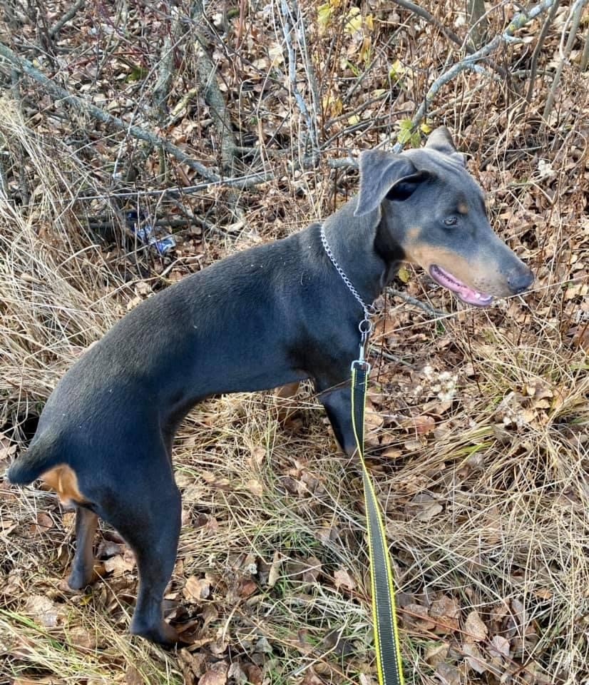 Doberman Pinscher Puppies For Sale Marshfield, WI 354282
