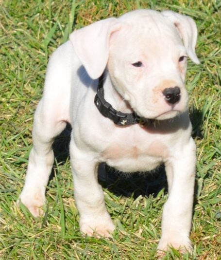 Dogo Sardesco Puppies For Sale | Dallas, TX #285700