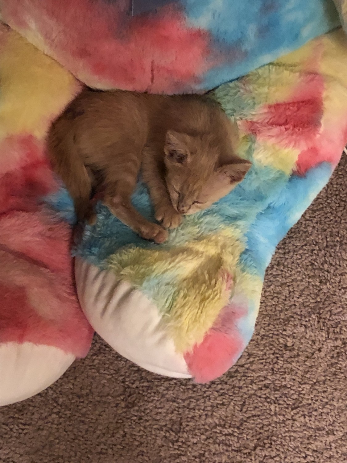 Domestic Shorthaired Cat Cats For Sale Illinois 120, McHenry Township