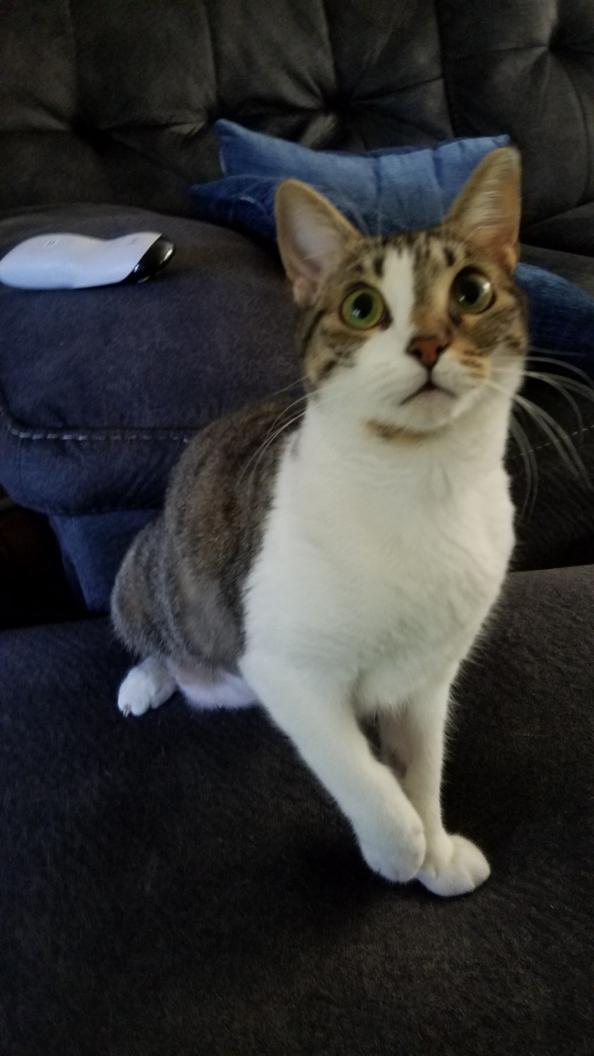 Domestic Shorthaired Cat Cats For Sale Greenville, SC 313289