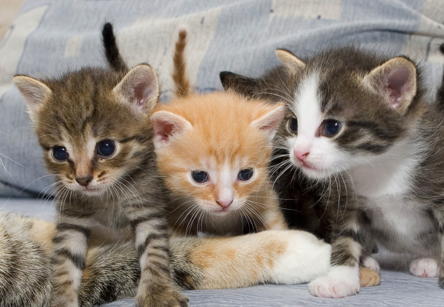 domestic shorthaired cat kittens 867106