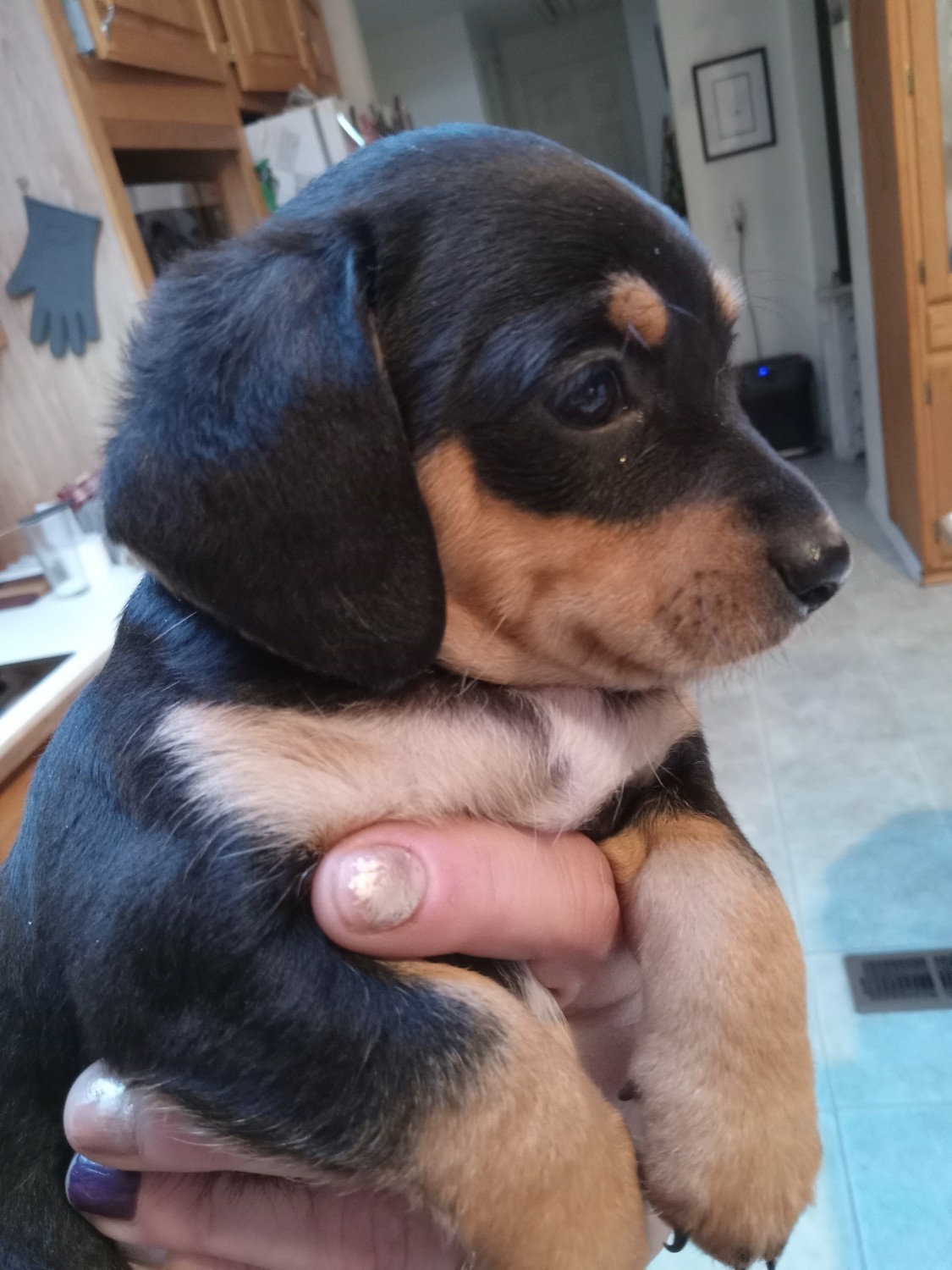 Doxiepoo Puppies For Sale Sedro Woolley, DC 560976