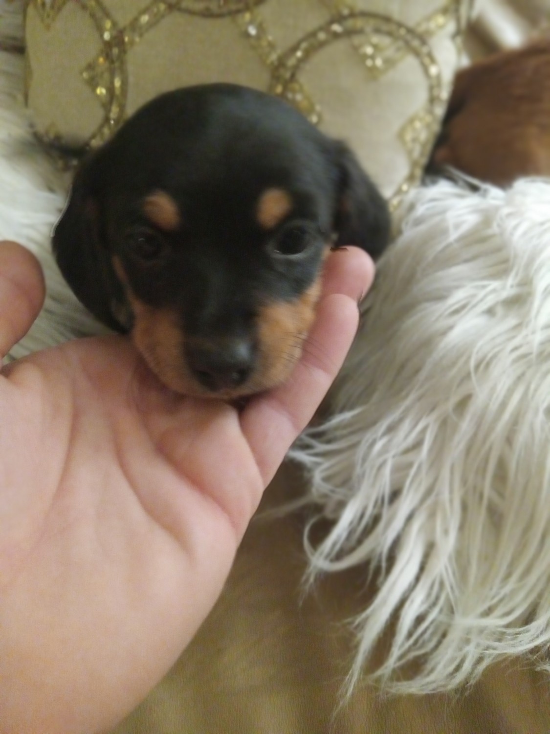 Doxiepoo Puppies For Sale Sedro Woolley, DC 560976
