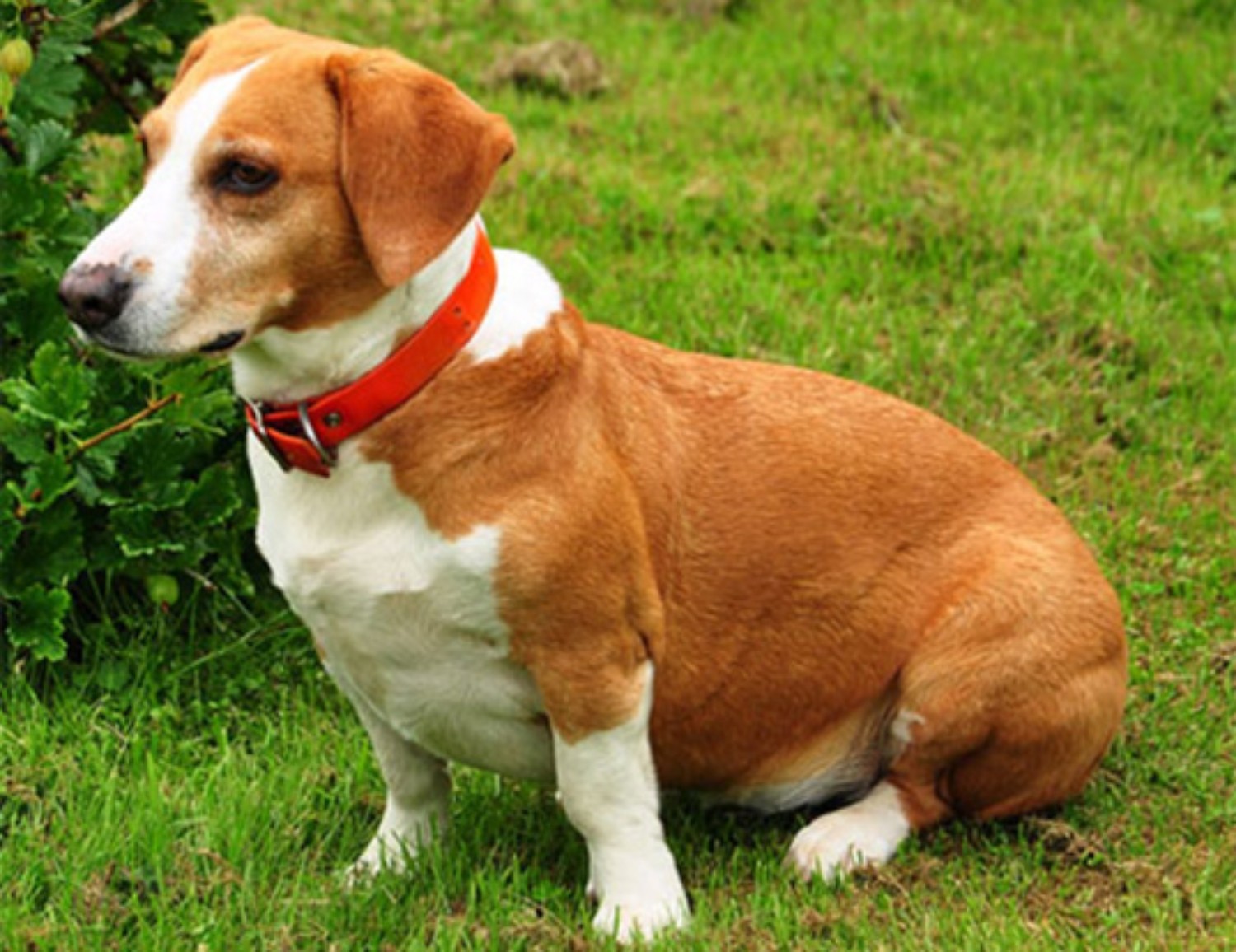 Drever Dog Breed Information Images Characteristics Health