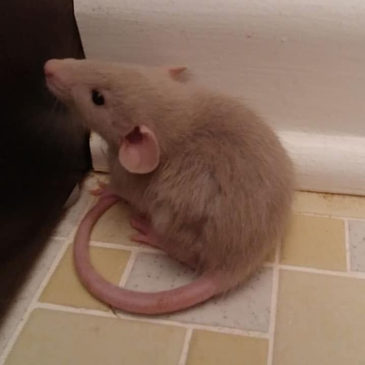 Dumbo Ear Rat Rodents For Sale | Pearisburg, VA #313835
