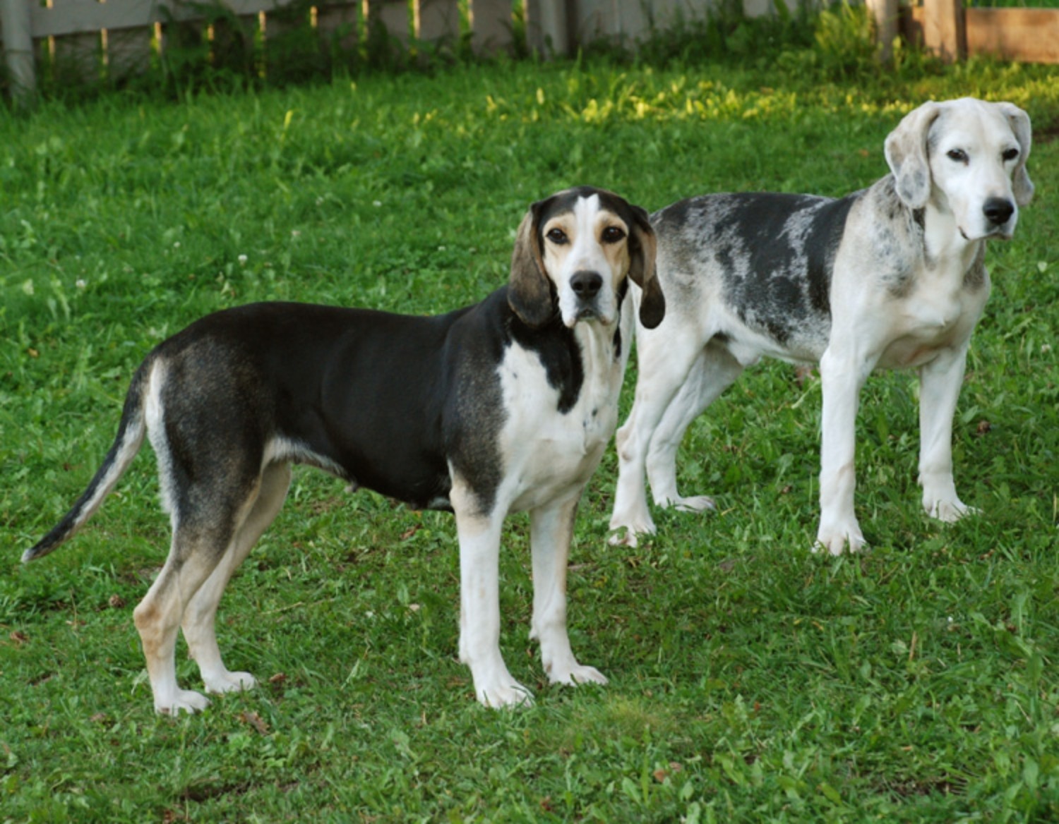 Dunker Vs Siberian Husky Breed Comparison Mydogbreeds