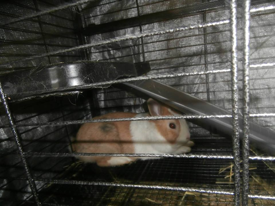 Dutch rabbit Rabbits For Sale Washington, NC 249143