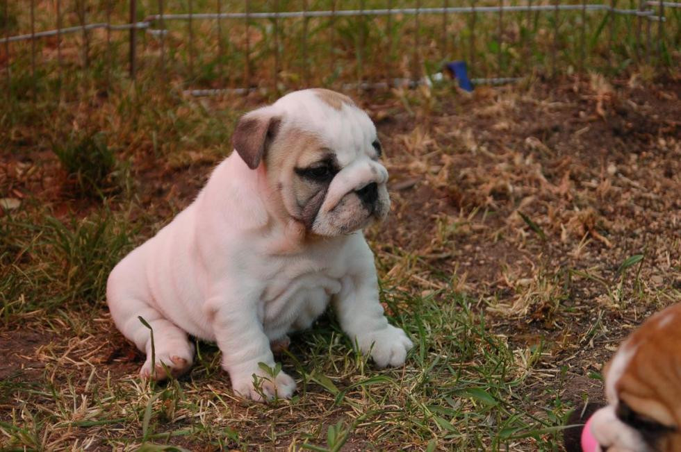 English Bulldog Puppies For Sale Barrackville, WV 66838