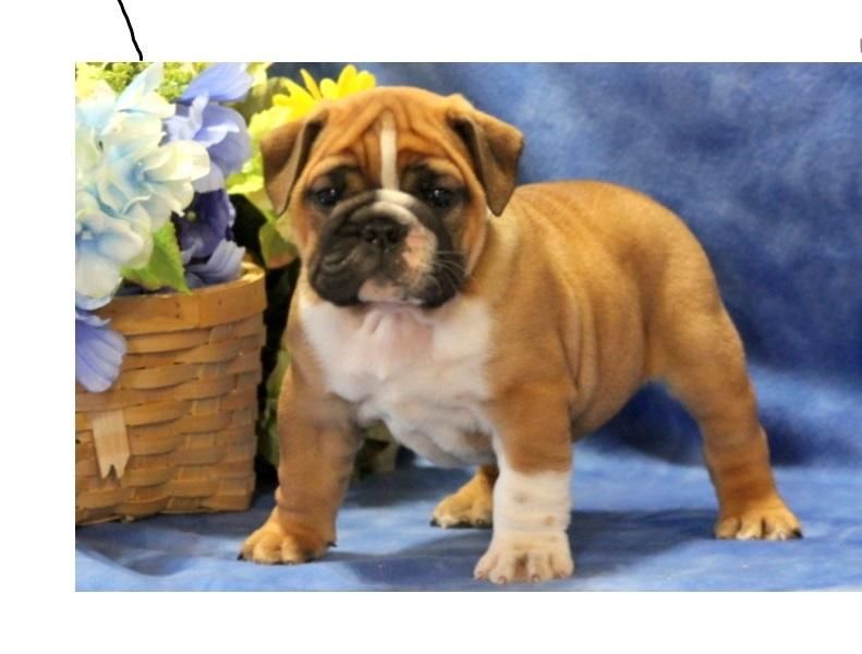 English Bulldog Puppies For Sale Memphis, TN 77678