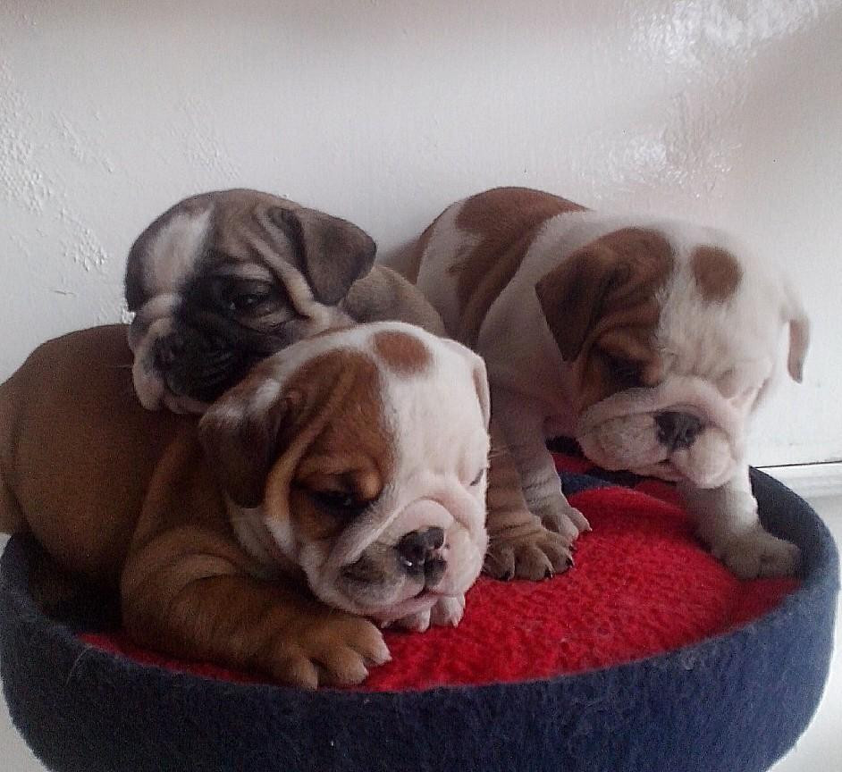 English Bulldog Puppies For Sale Hanover, PA 80505