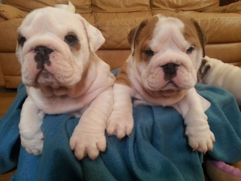 English Bulldog Puppies For Sale Birmingham, AL 83782