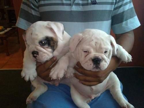 English Bulldog Puppies For Sale Huntsville, AL 92079