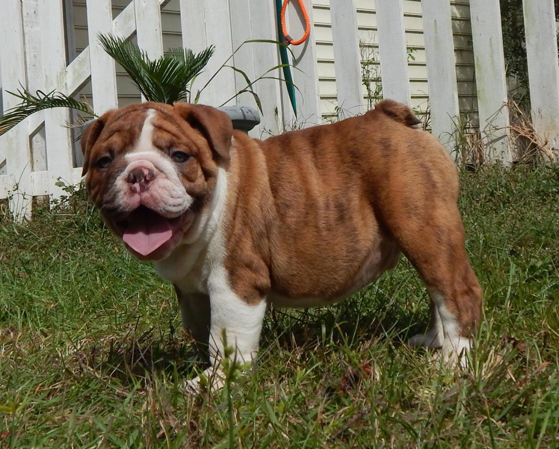 English Bulldog Puppies For Sale Gainesville, GA 101280