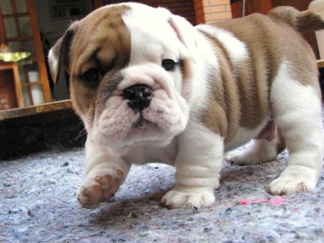 english bulldog puppies for sale in nc