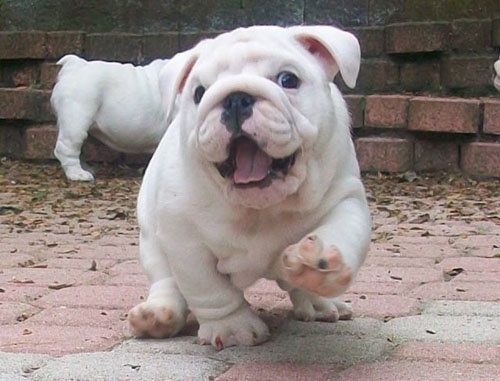 English Bulldog Puppies For Sale Manchester, NH 158487