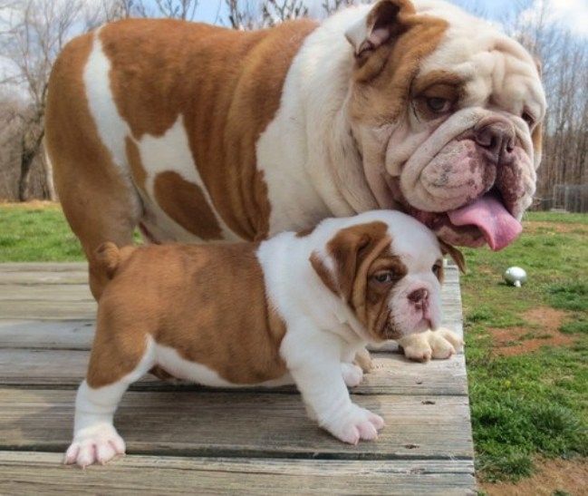 English Bulldog Puppies For Sale Manchester, NH 158488