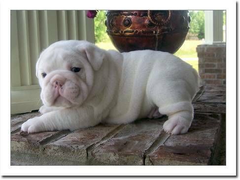 English Bulldog Puppies For Sale Poughkeepsie Ny 162550