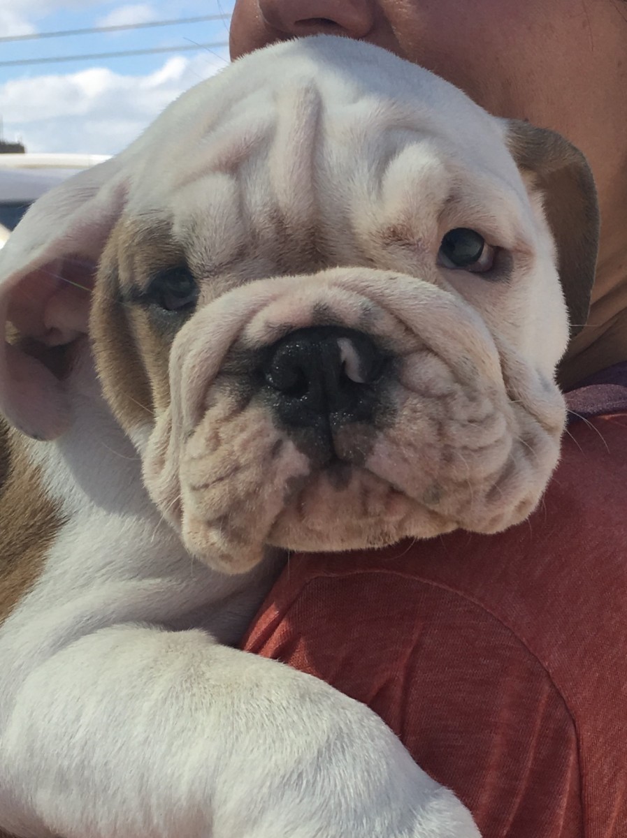 English Bulldog Puppies For Sale Lago Vista, TX 168053