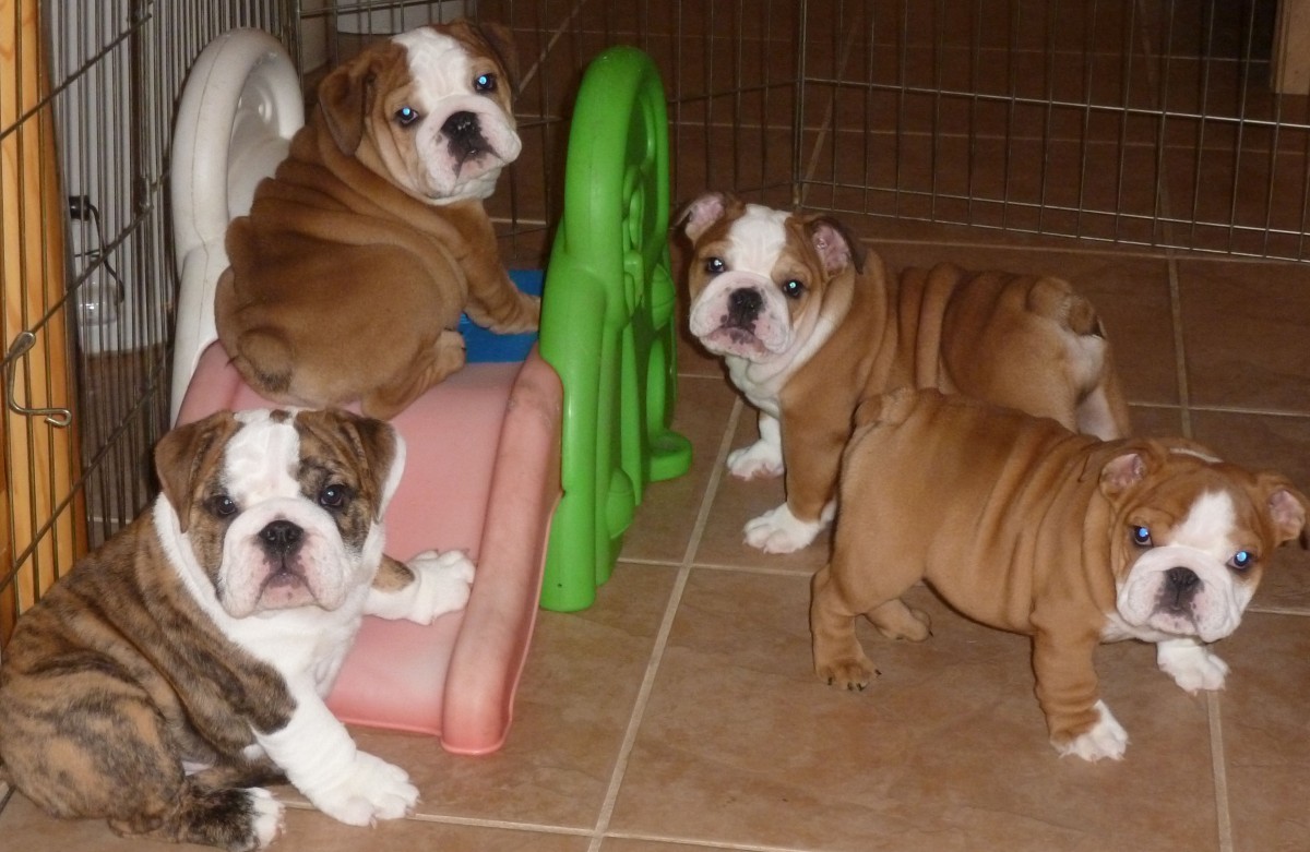English Bulldog Puppies For Sale Hawaii Kai, HI 168154